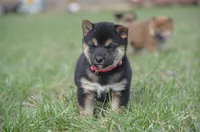 Cecily, a female Shiba Inu for sale in New Salem, ND – Photo 1 of 2