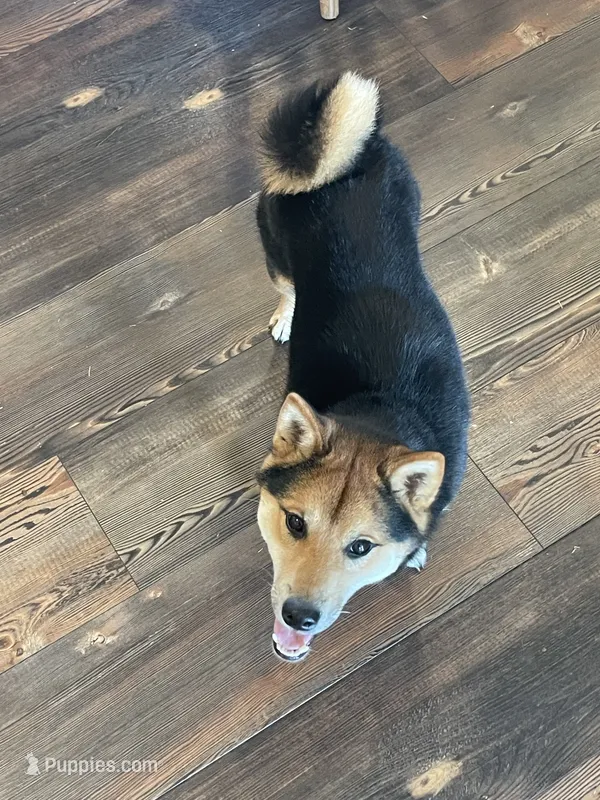 Katsu – Shiba Inu puppy for sale in New Salem, ND