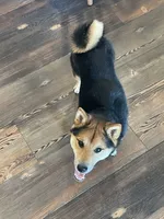 Katsu, a male Shiba Inu for sale in New Salem, ND – 1 of 4