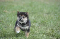 Miss Prism, a female Shiba Inu for sale in New Salem, ND – Photo 2 of 2