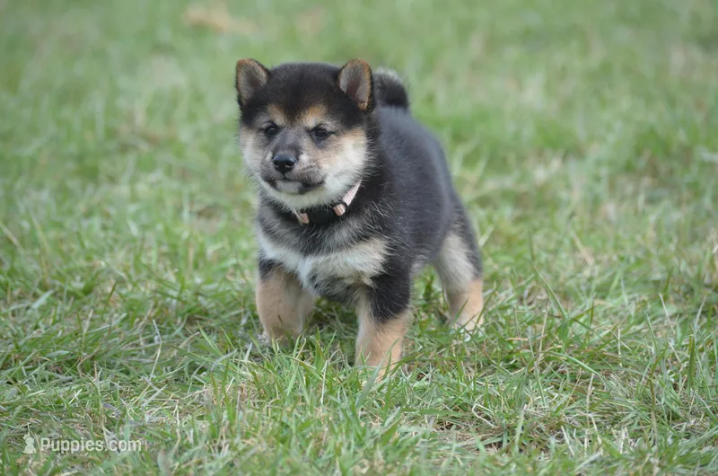 Miss Prism – Shiba Inu puppy for sale in New Salem, ND