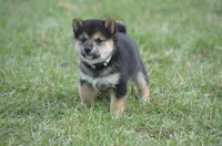 Miss Prism, a female Shiba Inu for sale in New Salem, ND – Photo 1 of 2