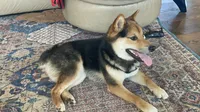 Katsu, a male Shiba Inu for sale in New Salem, ND – 4 of 4
