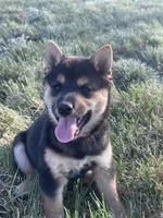 Cecily, a female Shiba Inu for sale in New Salem, ND – 3 of 4