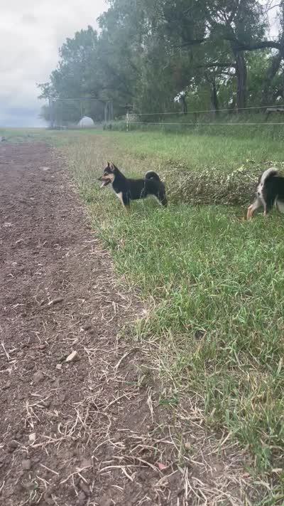 Cecily , a female Shiba Inu for sale in New Salem, ND – 4 of 4
