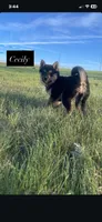 Cecily , a female Shiba Inu for sale in New Salem, ND – 2 of 4