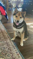Katsu, a male Shiba Inu for sale in New Salem, ND – 3 of 4