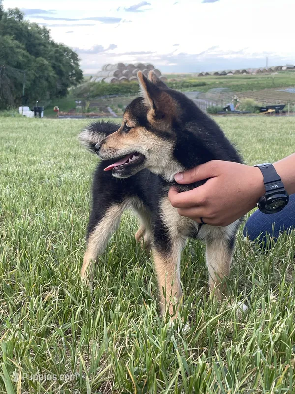 Gwendolen – Shiba Inu puppy for sale in New Salem, ND