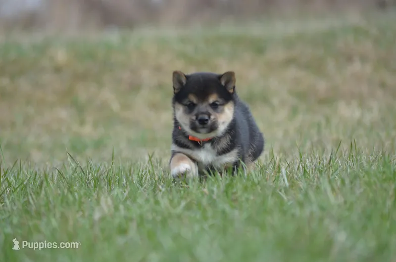 Jack – Shiba Inu puppy for sale in New Salem, ND