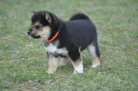 Jack, a male Shiba Inu for sale in New Salem, ND – Photo 2 of 2