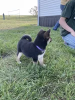 Gwendolen, a female Shiba Inu for sale in New Salem, ND – 2 of 5