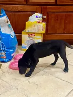 Bronx, a female Labrador Retriever for sale in Bel Air, MD – Photo 2 of 4