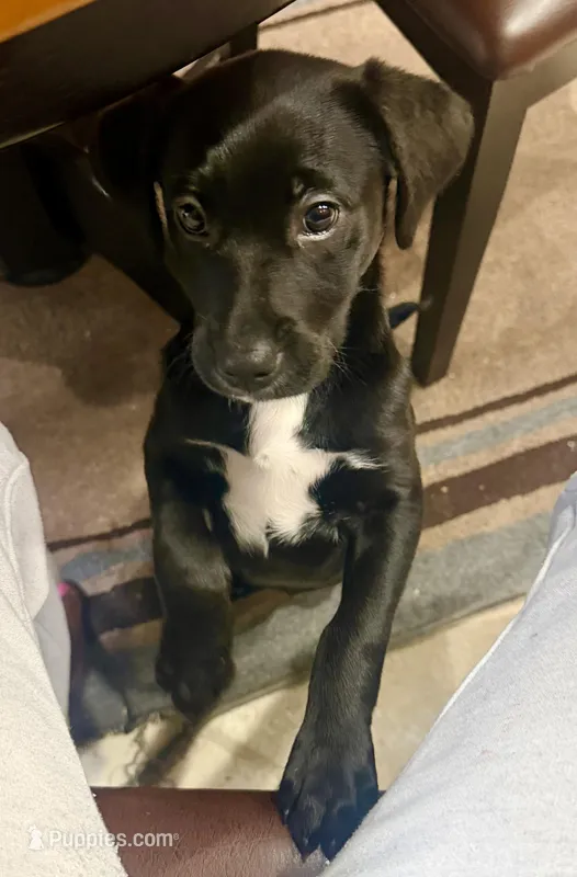 Bronx – Labrador Retriever puppy for sale in Bel Air, MD