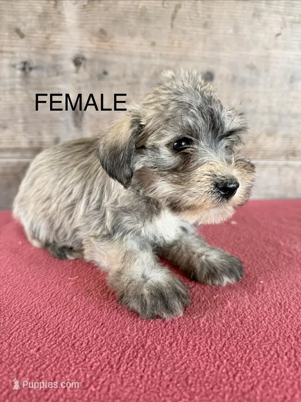 Female  – Miniature Schnauzer puppy for sale in Vermontville, MI