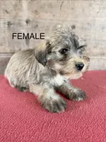 Female , a female Miniature Schnauzer for sale in Vermontville, MI – 1 of 4