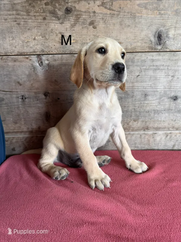Male  – Labrador Retriever puppy for sale in Vermontville, MI