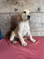 Male , a male Labrador Retriever for sale in Vermontville, MI – 1 of 5