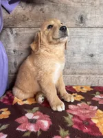 Male, a male Golden Retriever for sale in Vermontville, MI – 3 of 4