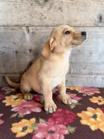 Male, a female Labrador Retriever for sale in Vermontville, MI – 4 of 4