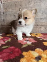 Male, a male Pembroke Welsh Corgi for sale in Vermontville, MI – 3 of 4