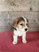 Female , a male Pembroke Welsh Corgi for sale in Vermontville, MI – 6 of 7