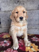 Female , a female Golden Retriever for sale in Vermontville, MI – Photo 2 of 3