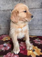 Female , a female Golden Retriever for sale in Vermontville, MI – Photo 3 of 3