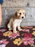 Male, a male Miniature Goldendoodle for sale in Vermontville, MI – 2 of 2