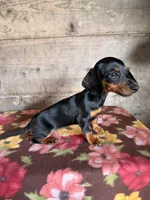 Female , a female Miniature Dachshund for sale in Vermontville, MI – 3 of 4