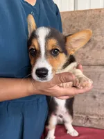 Male , a male Pembroke Welsh Corgi for sale in Vermontville, MI – 4 of 5