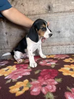 Male, a male Beagle for sale in Vermontville, MI – 3 of 5