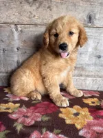 Male 1, a male Golden Retriever for sale in Vermontville, MI – 4 of 4
