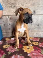 Male, a male Boxer for sale in Vermontville, MI – 3 of 3