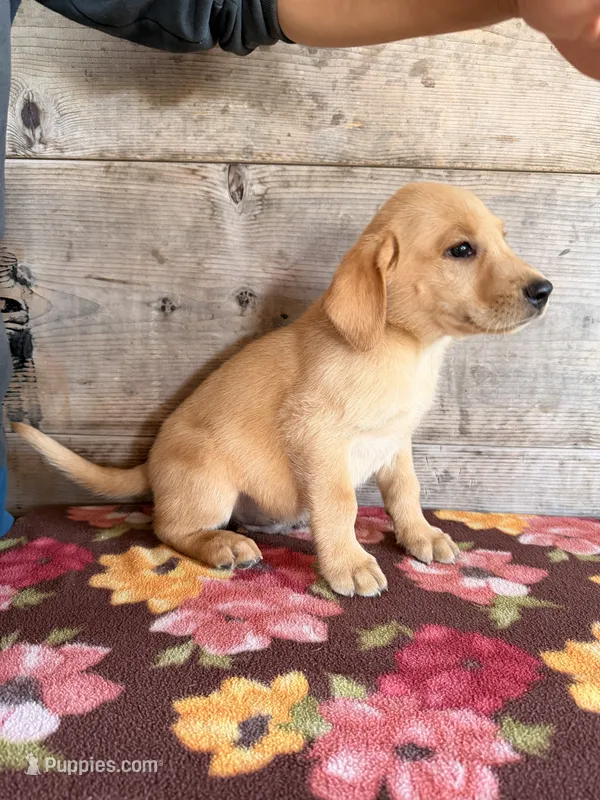 Male – Labrador Retriever puppy for sale in Vermontville, MI