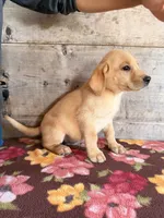 Male, a female Labrador Retriever for sale in Vermontville, MI – 1 of 4