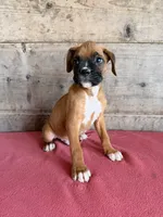 Male , a male Boxer for sale in Vermontville, MI – 5 of 5