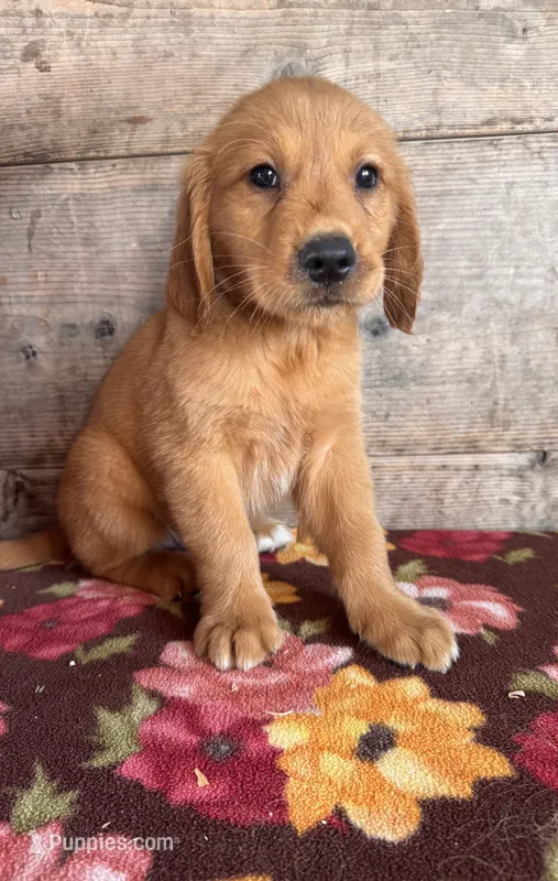 Male  – Golden Retriever puppy for sale in Vermontville, MI