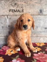 Female, a female Golden Retriever for sale in Vermontville, MI – 2 of 3