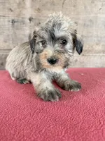 Female , a female Miniature Schnauzer for sale in Vermontville, MI – 4 of 4