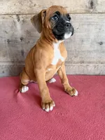 Female , a female Boxer for sale in Vermontville, MI – 5 of 6