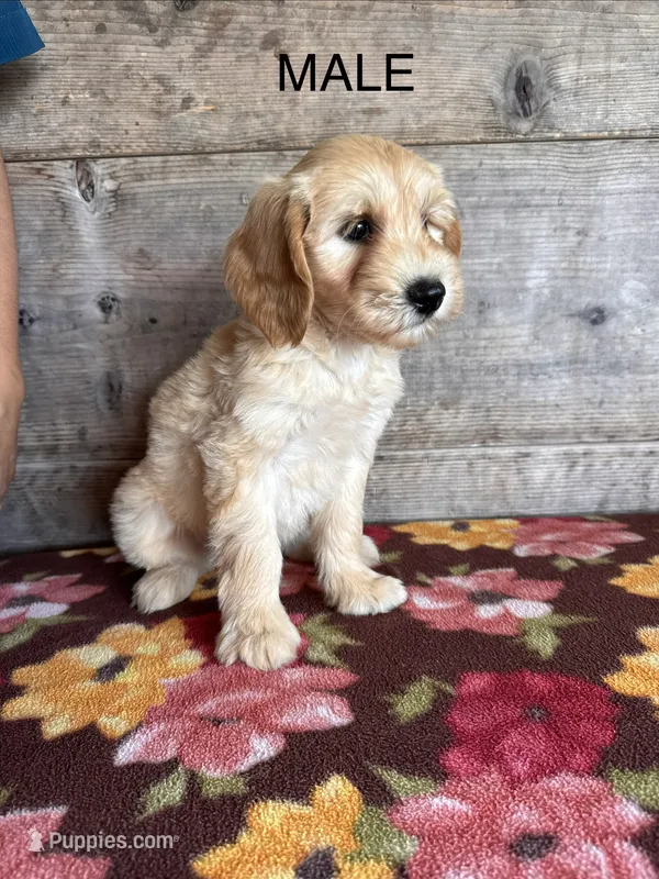 Male – Miniature Goldendoodle puppy for sale in Vermontville, MI