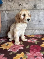 Male, a male Miniature Goldendoodle for sale in Vermontville, MI – 1 of 2