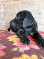 Female , a female Labrador Retriever for sale in Vermontville, MI – 5 of 7