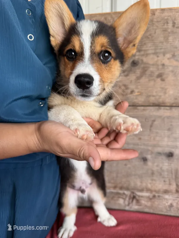 Male  – Pembroke Welsh Corgi puppy for sale in Vermontville, MI