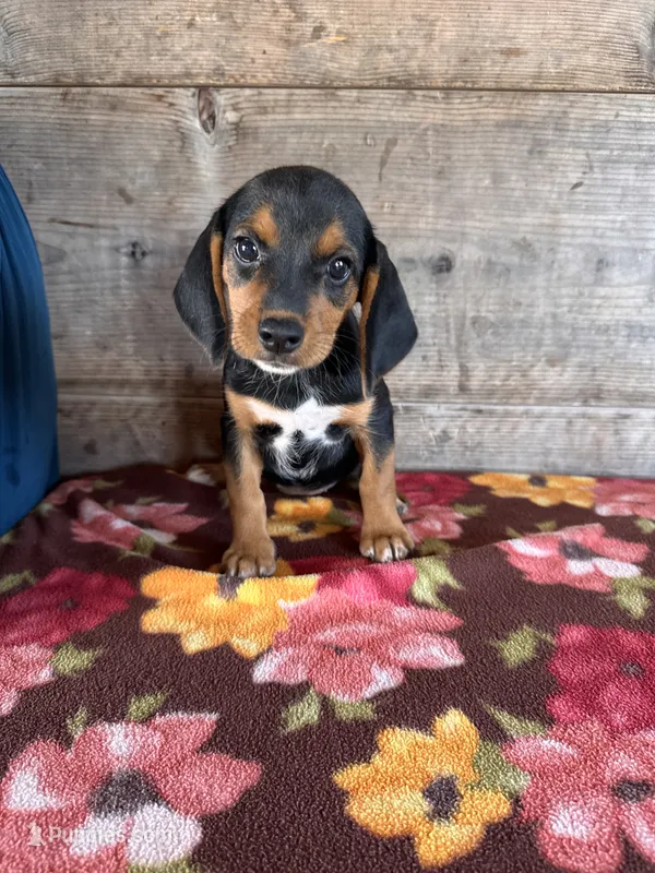 Female – Beagle puppy for sale in Vermontville, MI