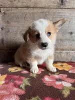 Male , a male Pembroke Welsh Corgi for sale in Vermontville, MI – Photo 3 of 4