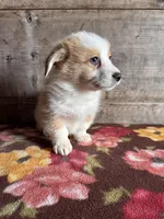 Male , a male Pembroke Welsh Corgi for sale in Vermontville, MI – Photo 2 of 4