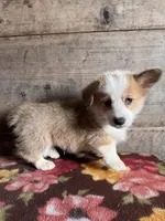 Male , a male Pembroke Welsh Corgi for sale in Vermontville, MI – Photo 4 of 4