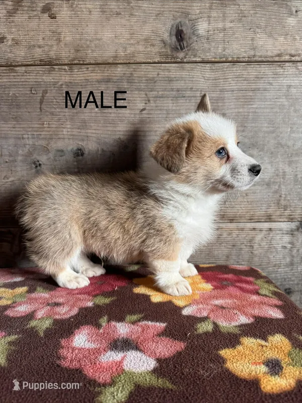 Male , a male Pembroke Welsh Corgi for sale in Vermontville, MI – Photo 1 of 4