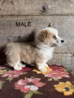 Male , a male Pembroke Welsh Corgi for sale in Vermontville, MI – Photo 1 of 4
